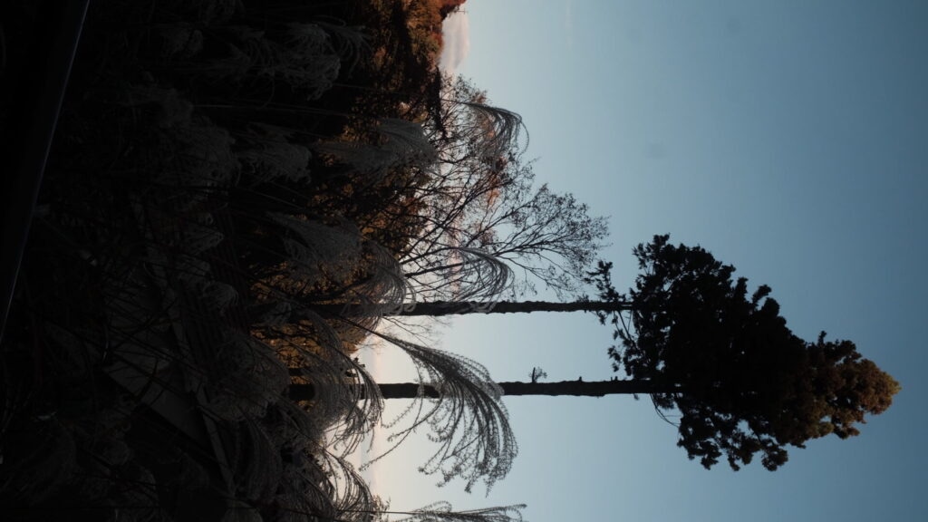夕暮れ時に撮ったススキ