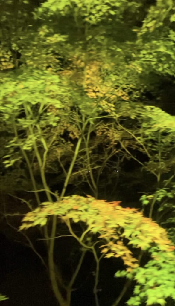 叡山電車で徐行運転されるもみじのトンネルの様子。緑の葉が目立つ。赤、黄、緑が混ざった葉もある。