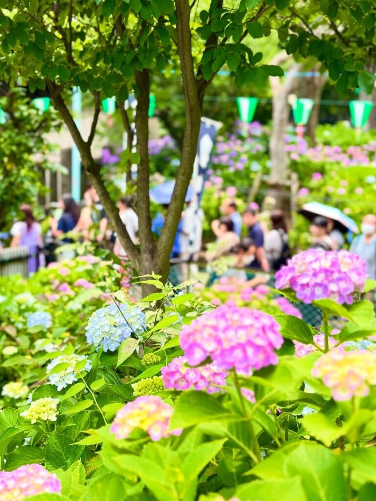 あじさい祭りの様子
色とりどりのあじさいと多くの人々