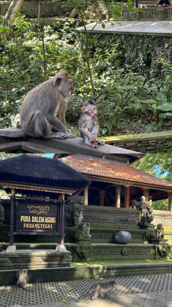 モンキーフォレスト