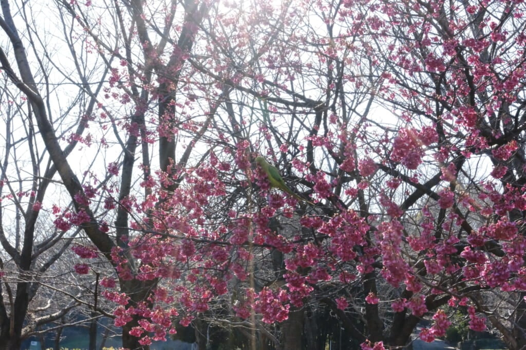 インコが飛び回る