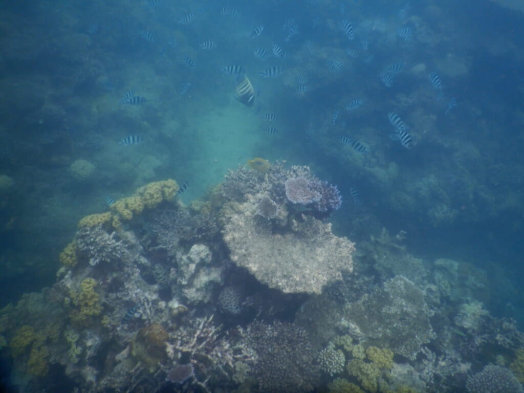 サンゴ礁が広がる海の写真