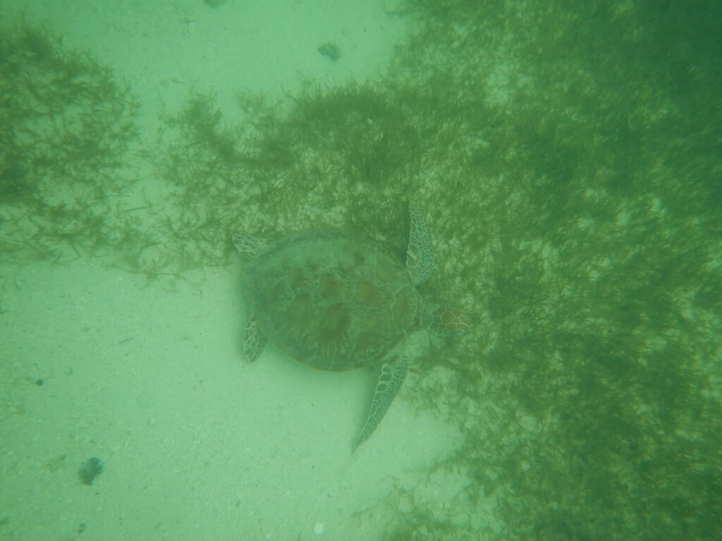 海の中を泳ぐウミガメの写真