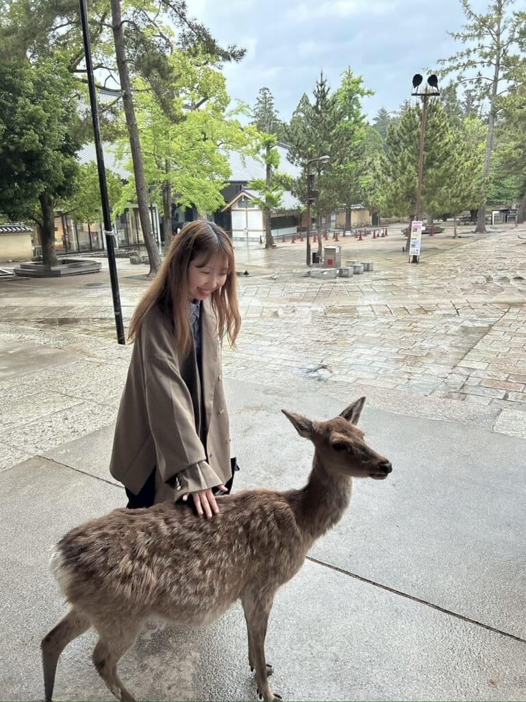 奈良の鹿