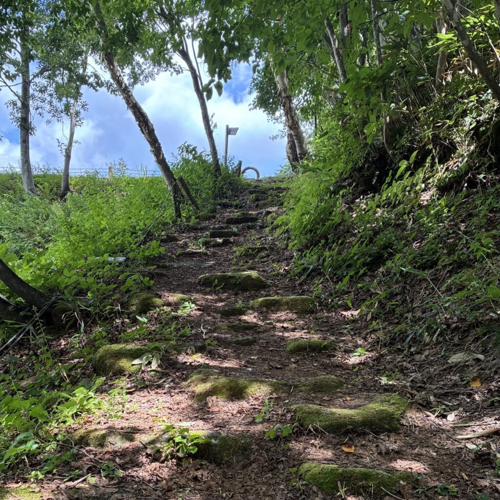 急斜面の山道とこもれび