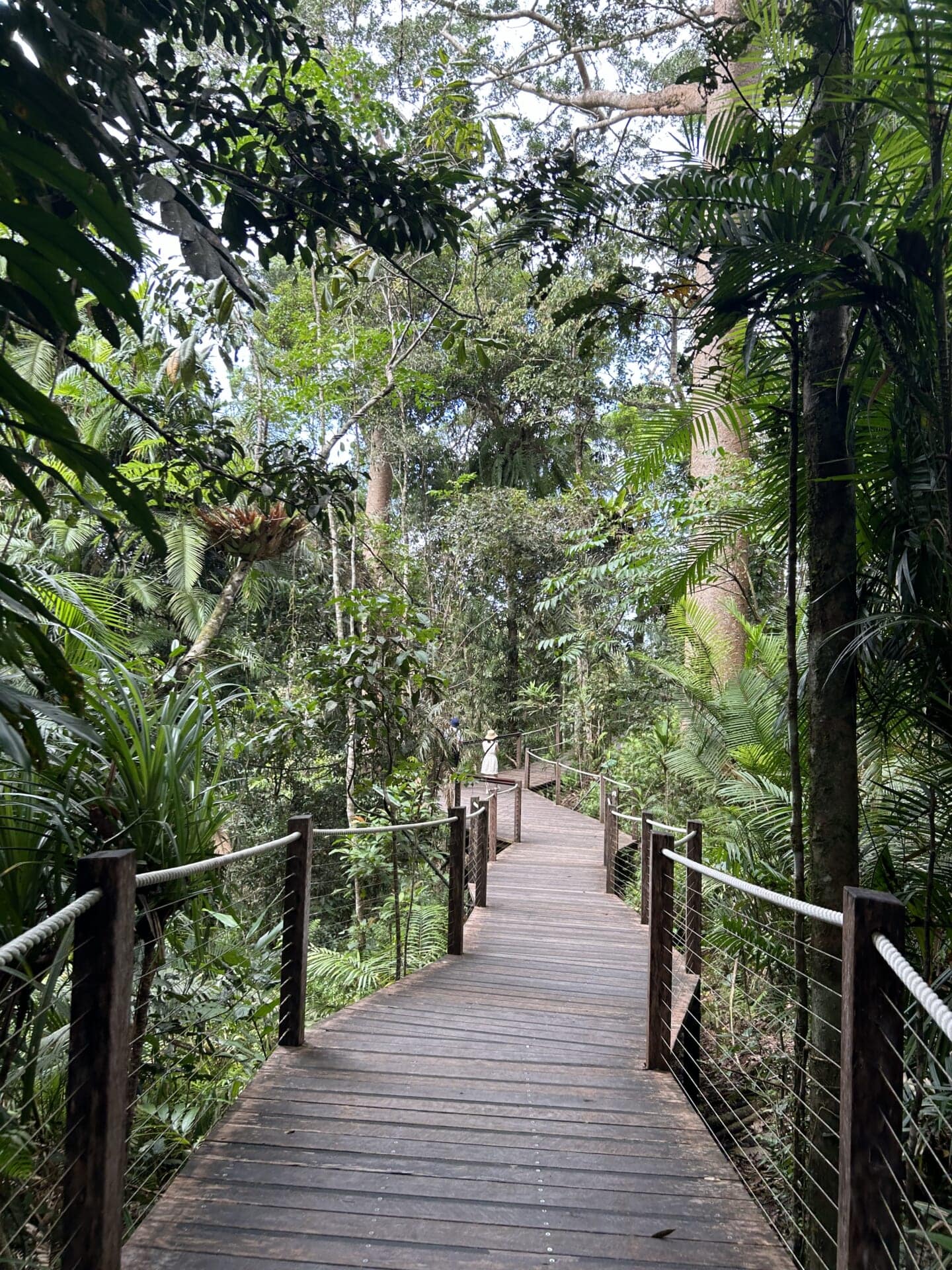熱帯雨林なのかを歩くことができる道。