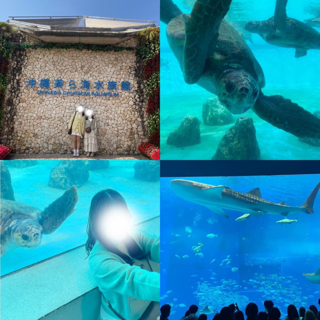 人懐っこいウミガメに会える沖縄・美ら海水族館