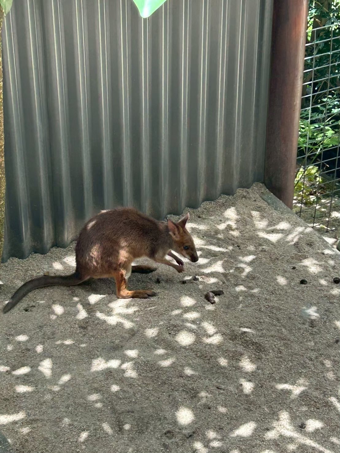 ワラビーを横から撮影した写真