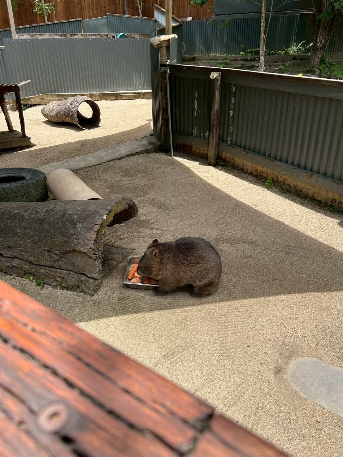 影で食事をするウォンバットの写真