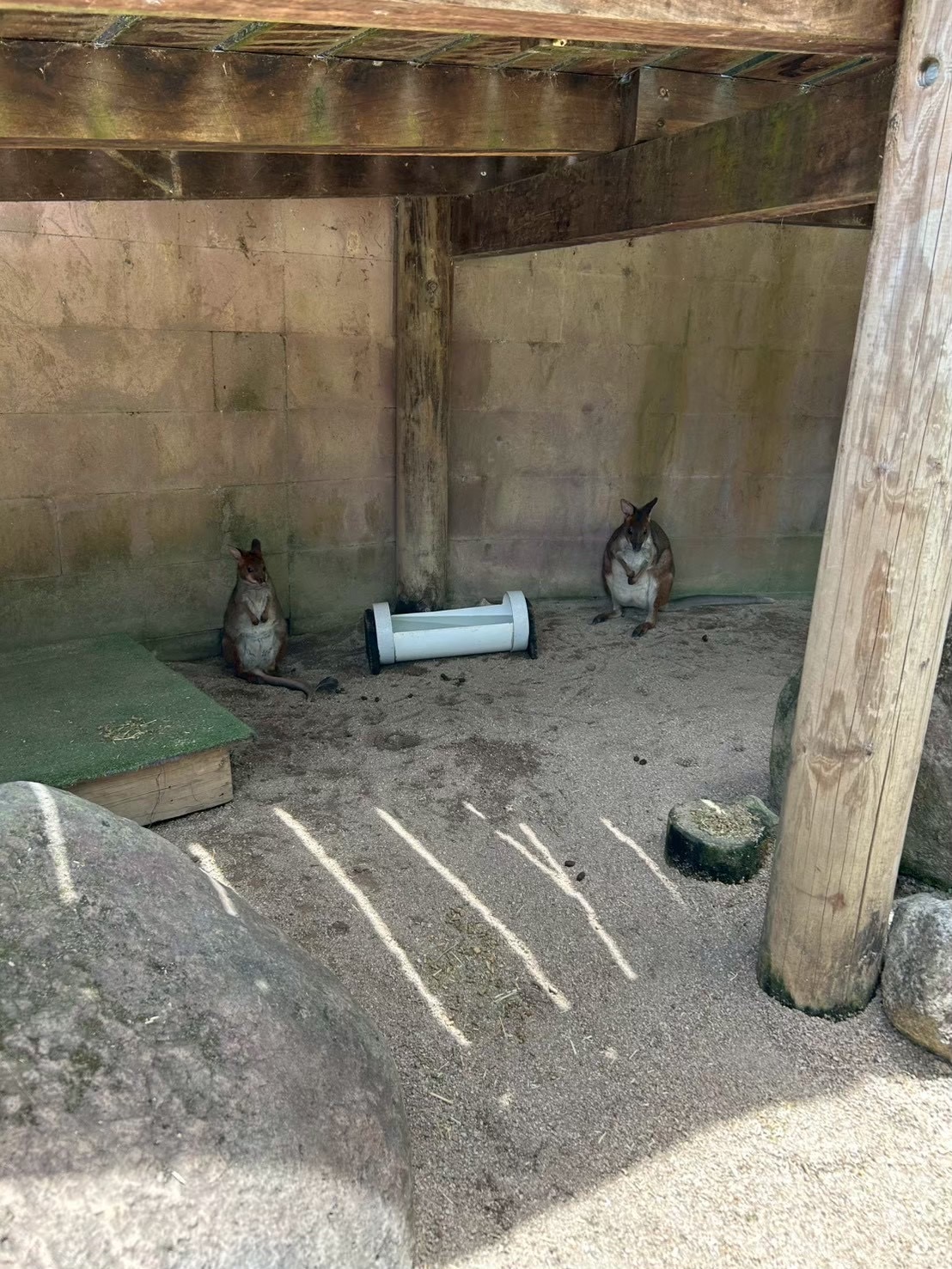 小さいワラビーが2匹座っている