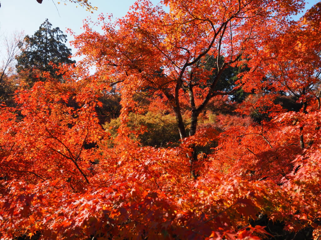 東福寺の紅葉
