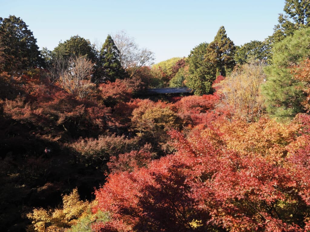 通天橋から見る臥雲橋の紅葉