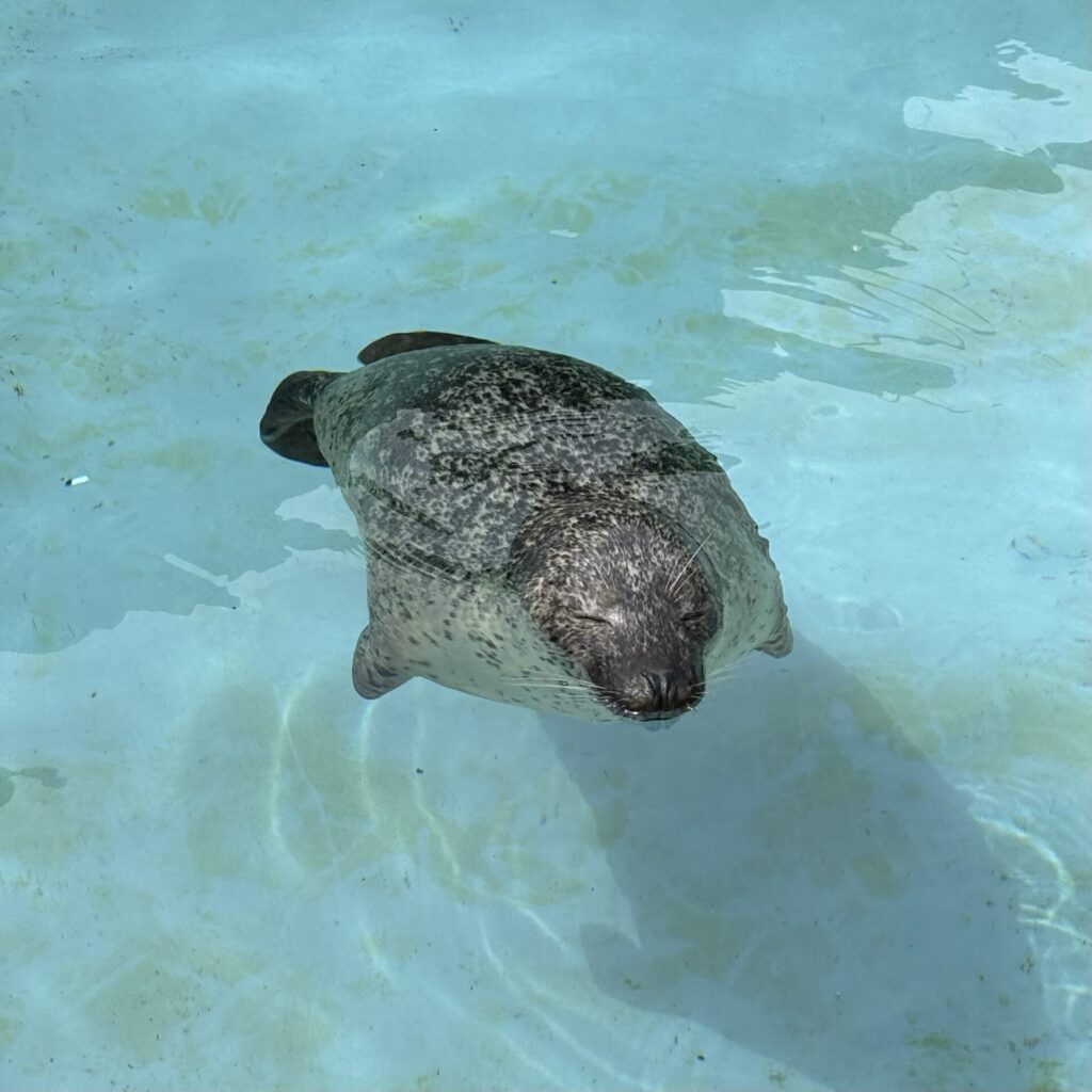 旭山動物園　あざらし