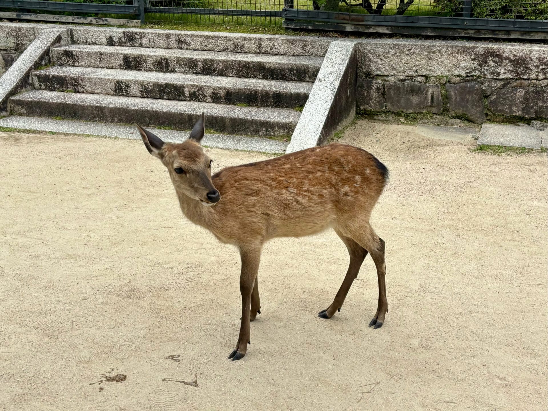 鹿　宮島　観光
