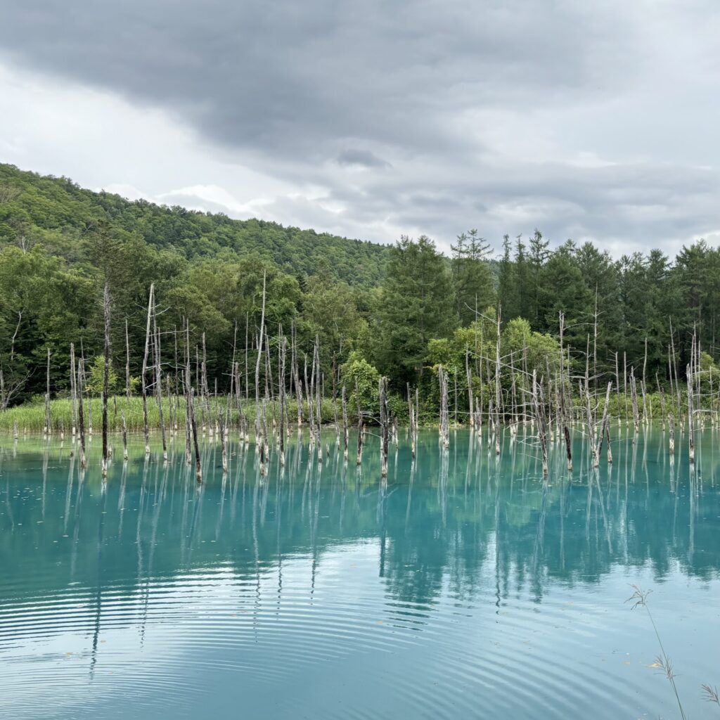 白金青い池