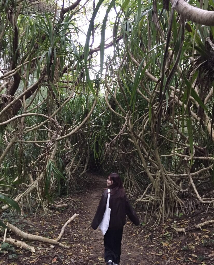 奄美大島　ハートロック　向かう道　森林