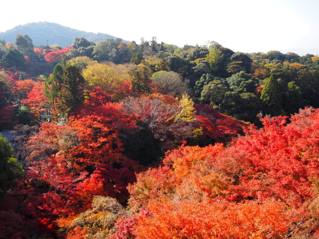 清水寺の本堂から見た紅葉