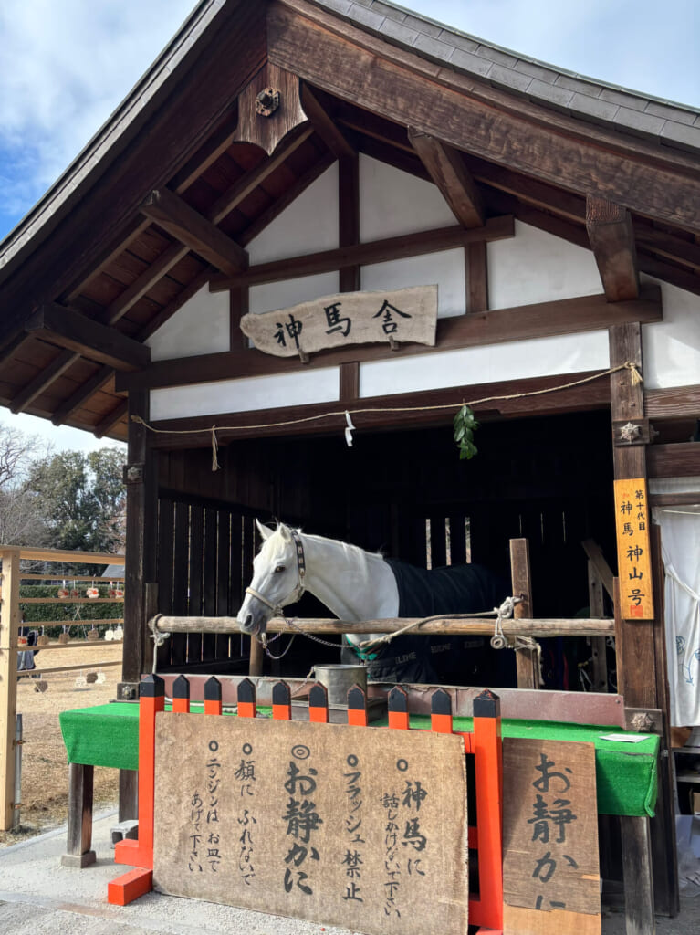 上賀茂神社の神馬「神山号」