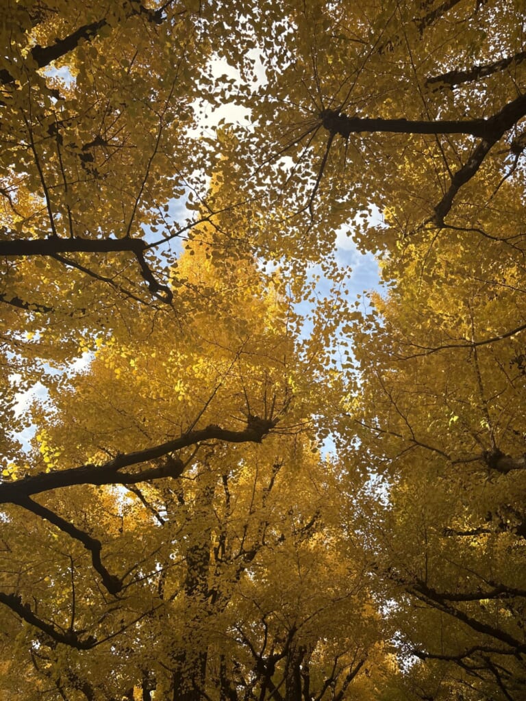 黄色い銀杏
