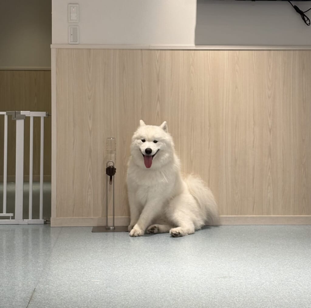 休憩中のサモエド