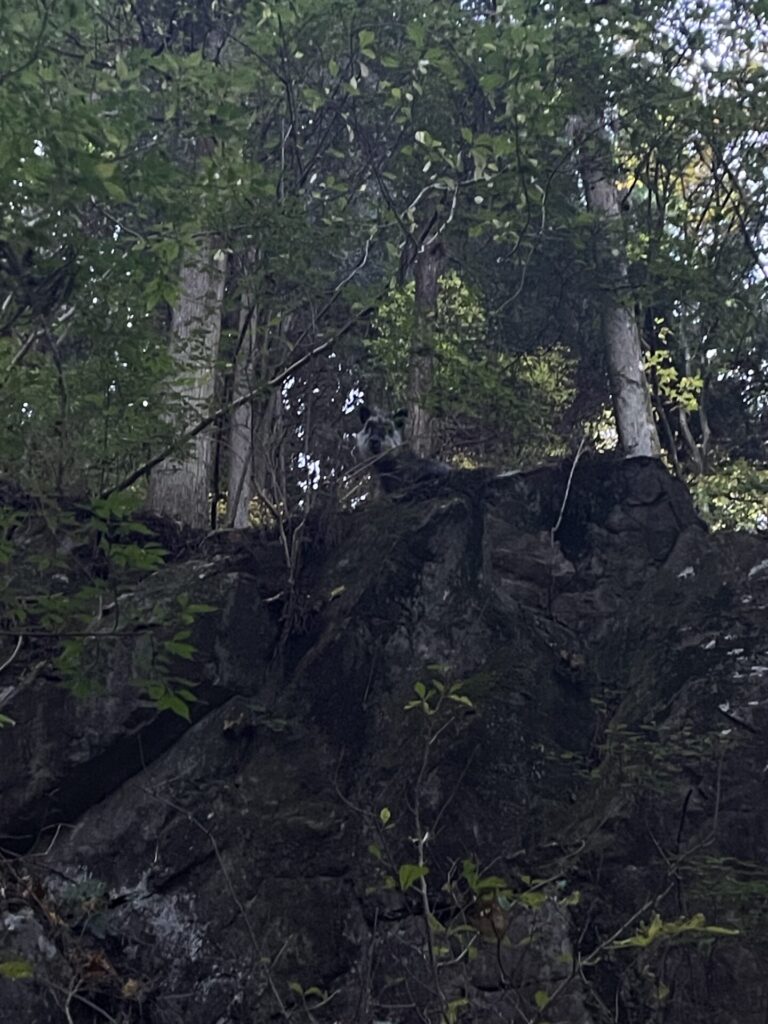 偶然遭遇したニホンカモシカ