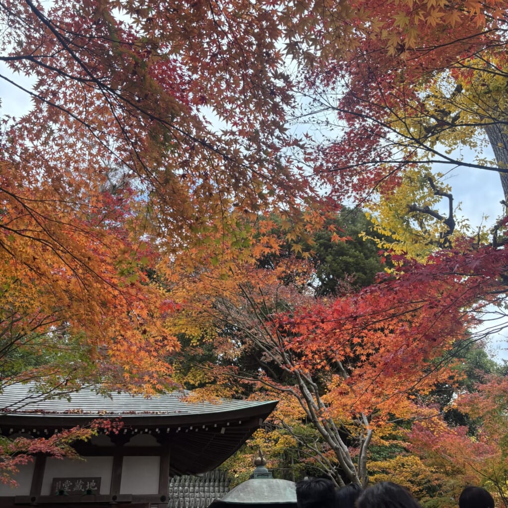 長谷寺紅葉