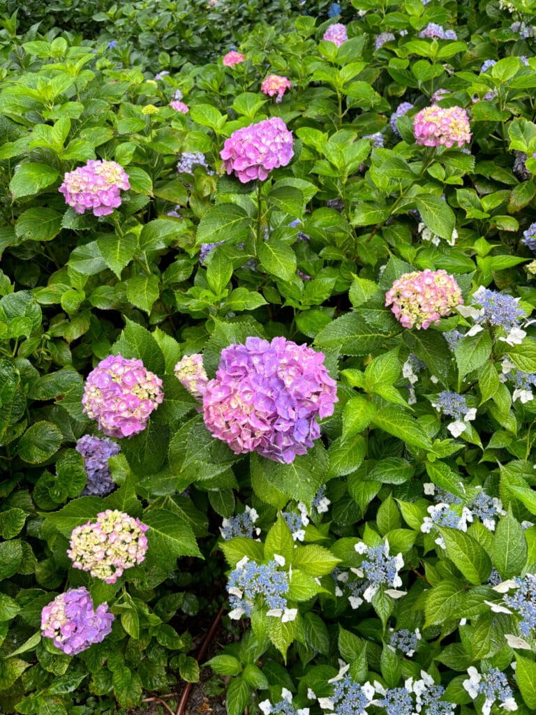 カラフルな紫陽花