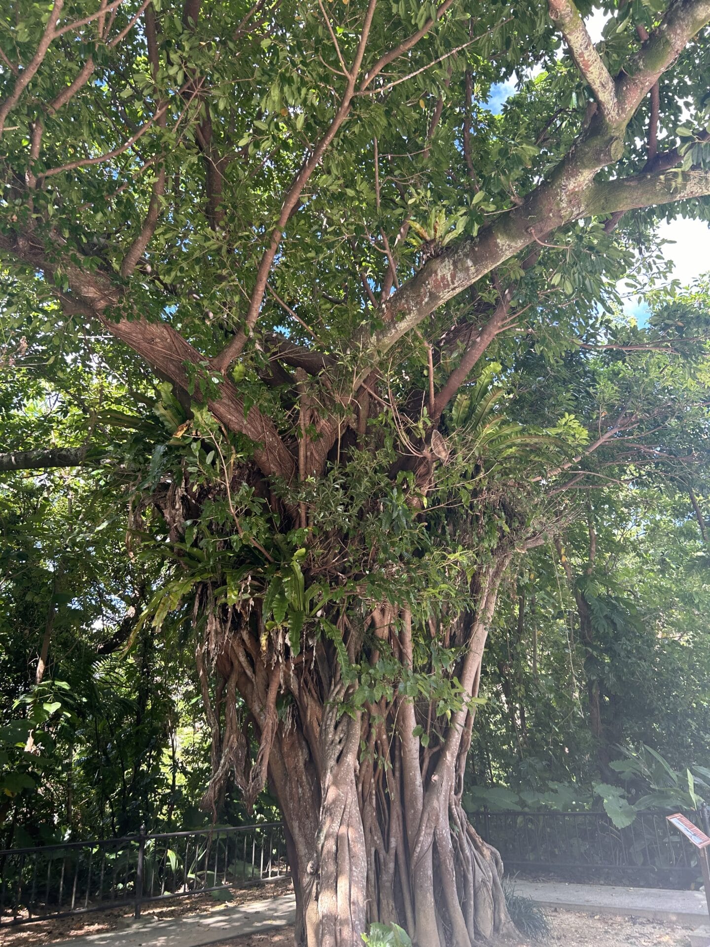 首里城付近の木