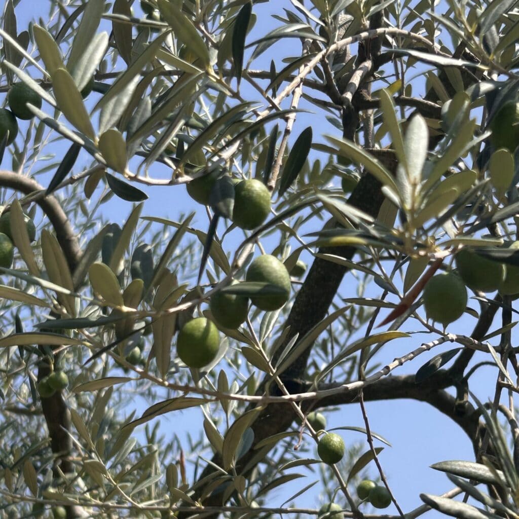 オリーブ園のオリーブ