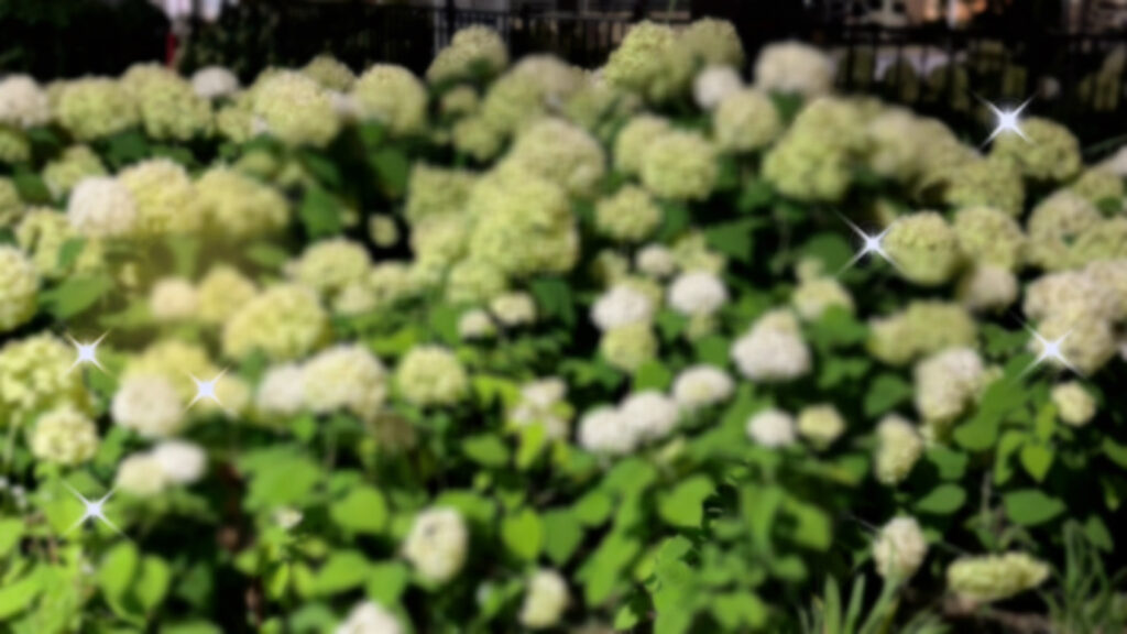 紫陽花のふわふわ写真