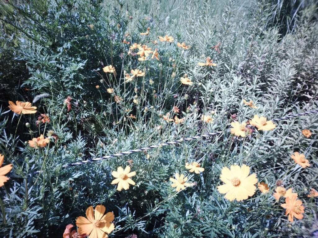 黄色い花の写真