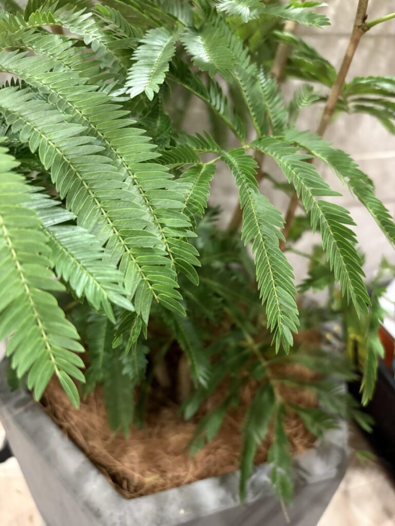 井上和の最近の購入品のエバーフレッシュ