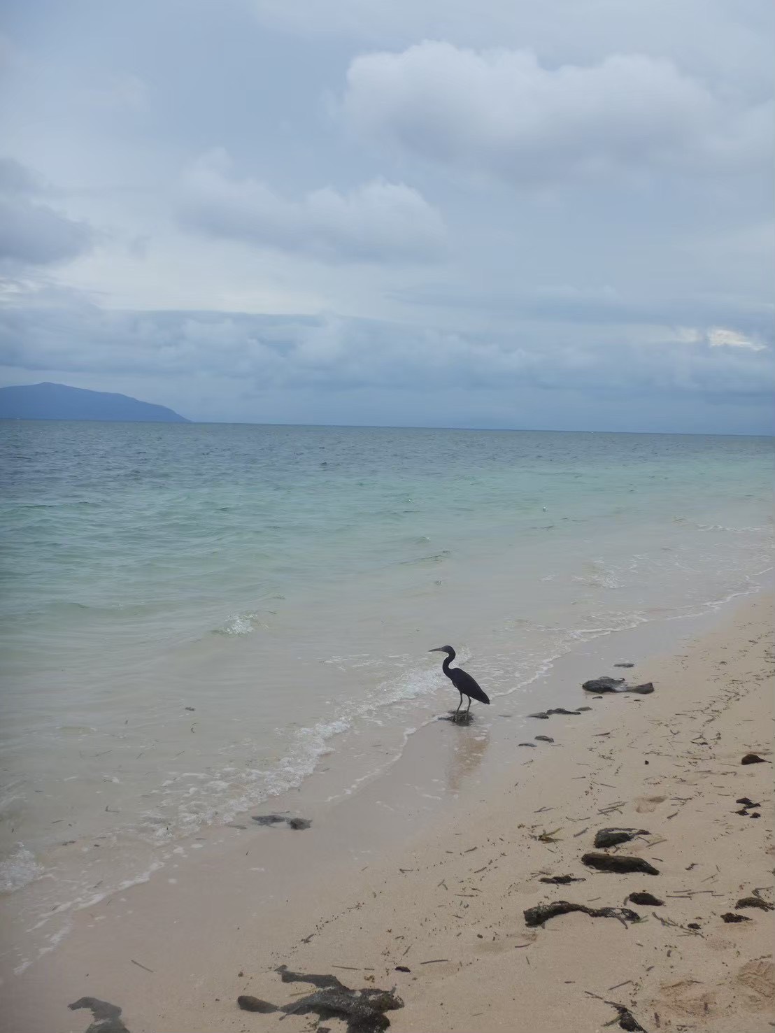 浜辺に佇む黒い鳥