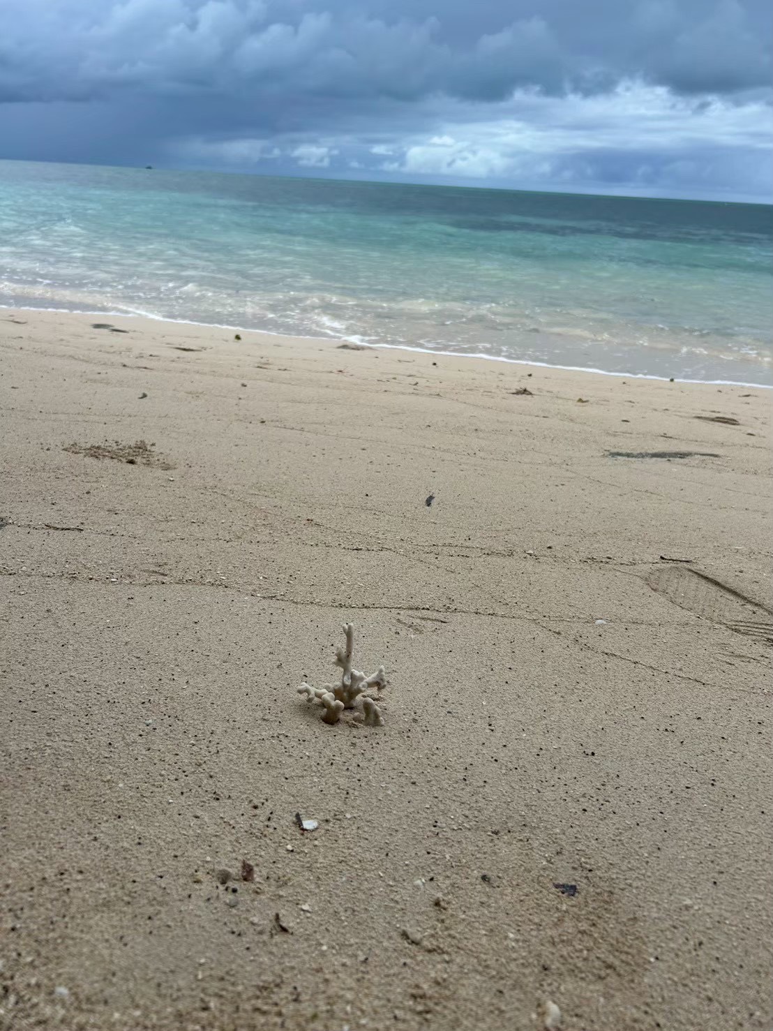 浜辺に落ちているサンゴの写真