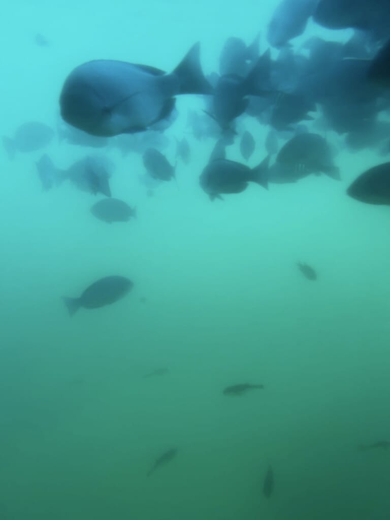 にじいろさかな号 魚 見れた