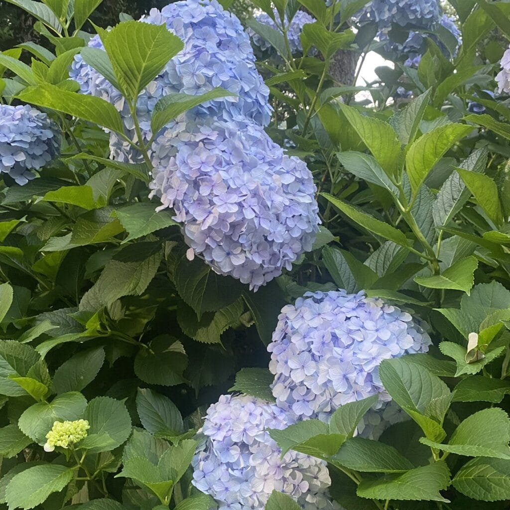 朝方の紫陽花は特別感があります