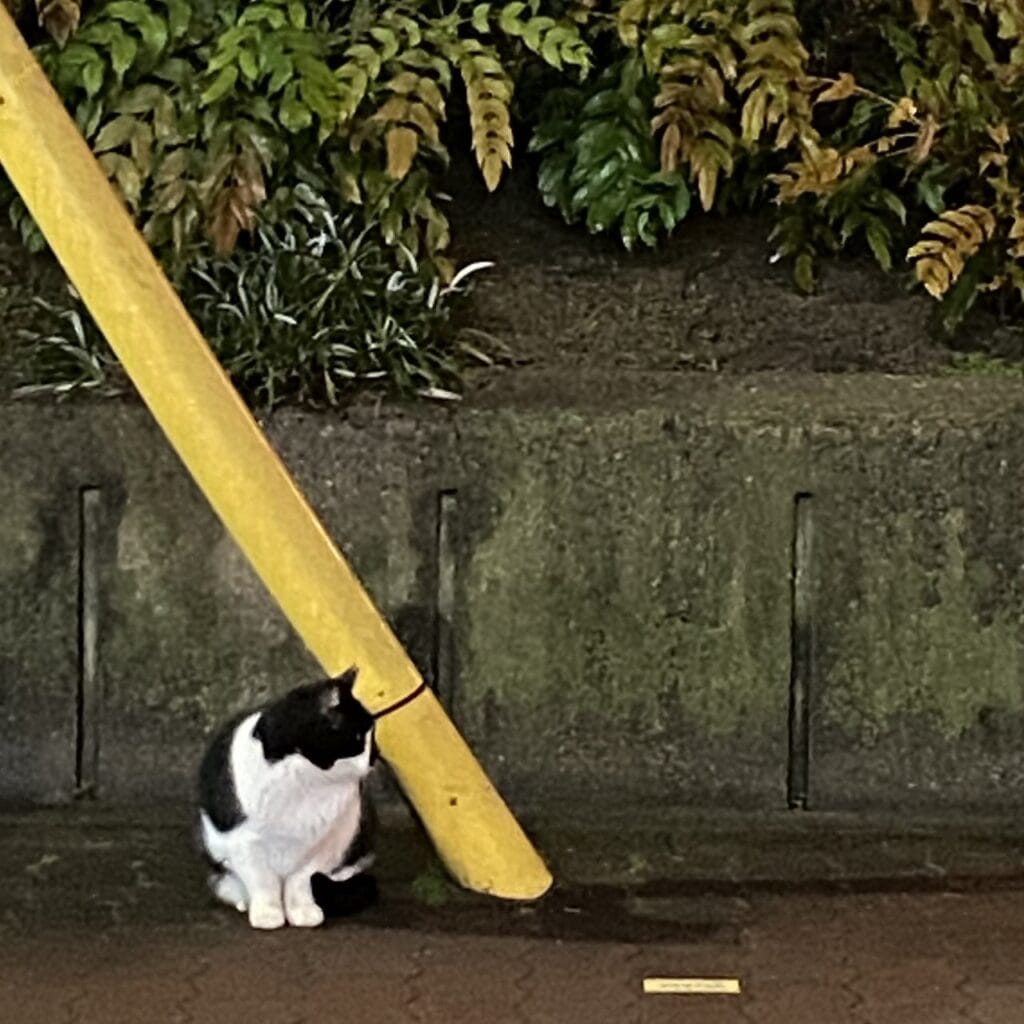 バイト終わりのお散歩でみつけた猫