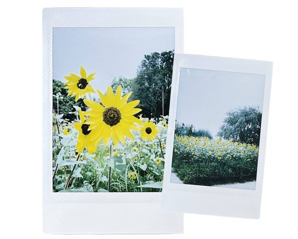 テクなしで映える＂ひまわり畑＂で写活しながら癒やされる（ちささん・大学2年）
