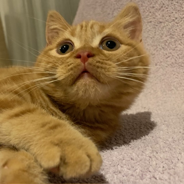 編集ホシのプロフィール画像