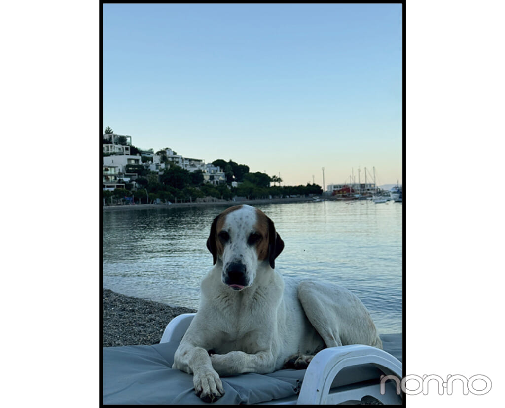 浜辺でゆったりくつろぐ犬