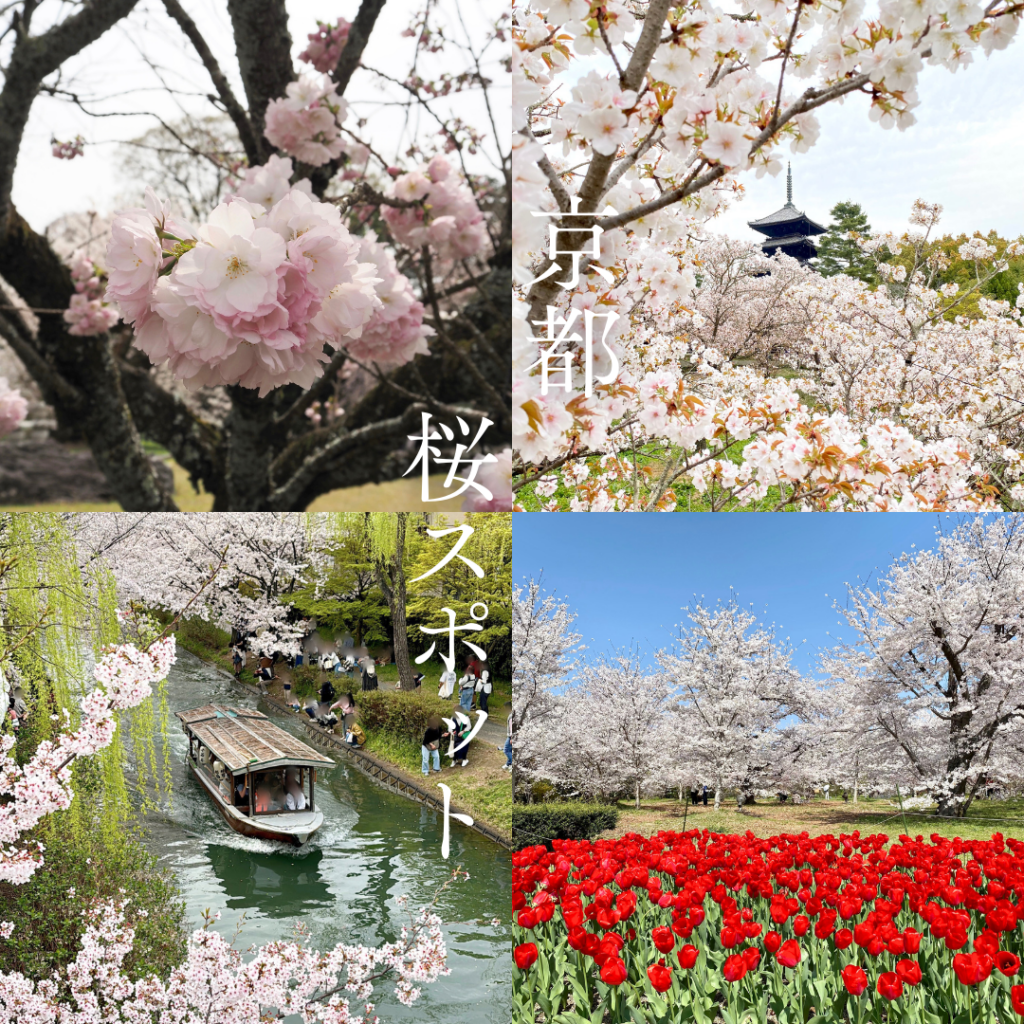 京都の桜の名所4選