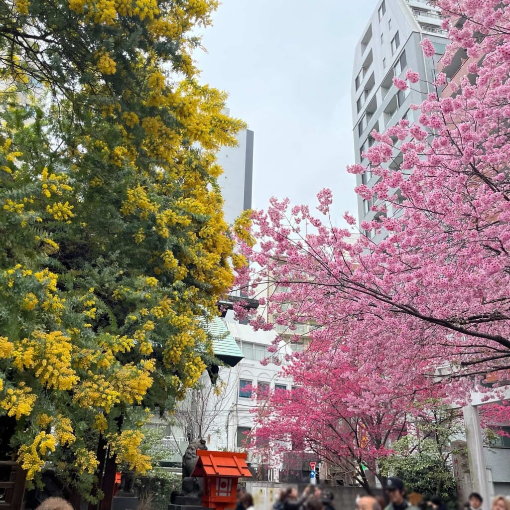 蔵前神社 ミモザ 河津桜 境内
