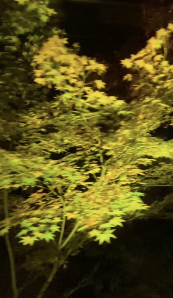 叡山電車で徐行運転されるもみじのトンネルの様子。もみじの形がはっきりわかる黄色と緑の葉が混ざっているが、黄色が多め。