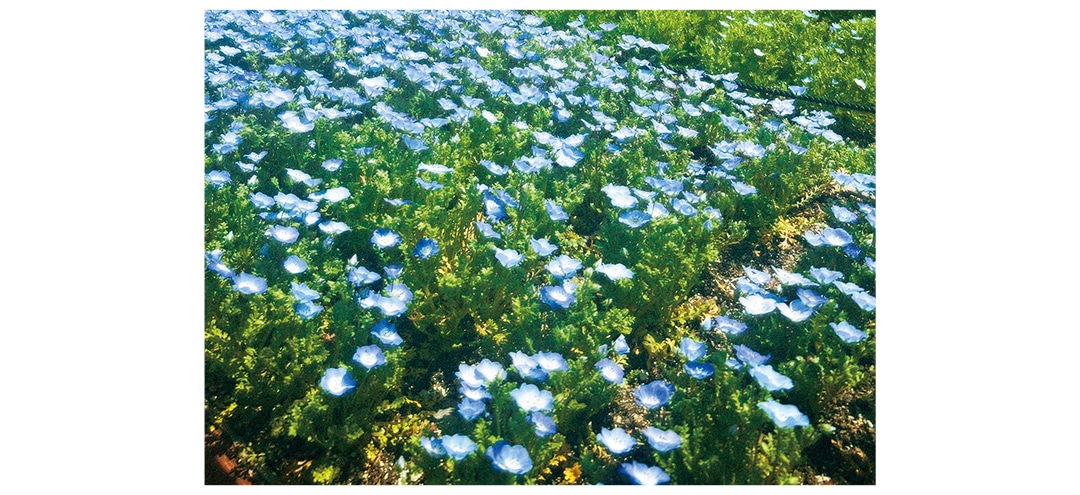 人気の花畑を巡って絶景フォトを撮影（りんさん・大学2年）