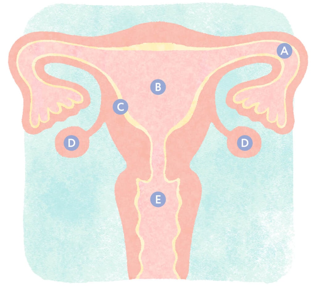 生理のギモンイラスト1-2【女性器の名称と役割】
