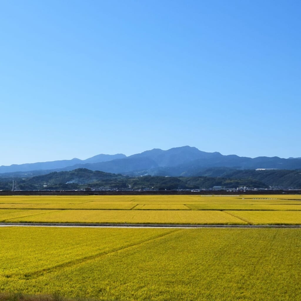 ラムサール米　佐賀県　鹿島市