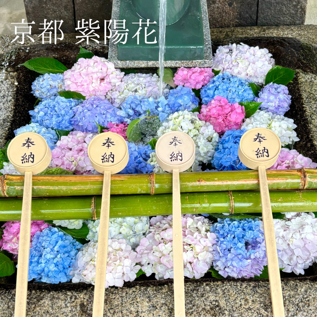 京都の紫陽花の名所　藤森神社