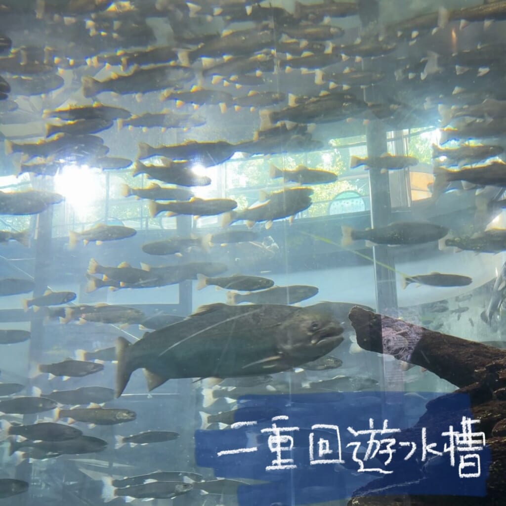 二重回遊水槽の様子
