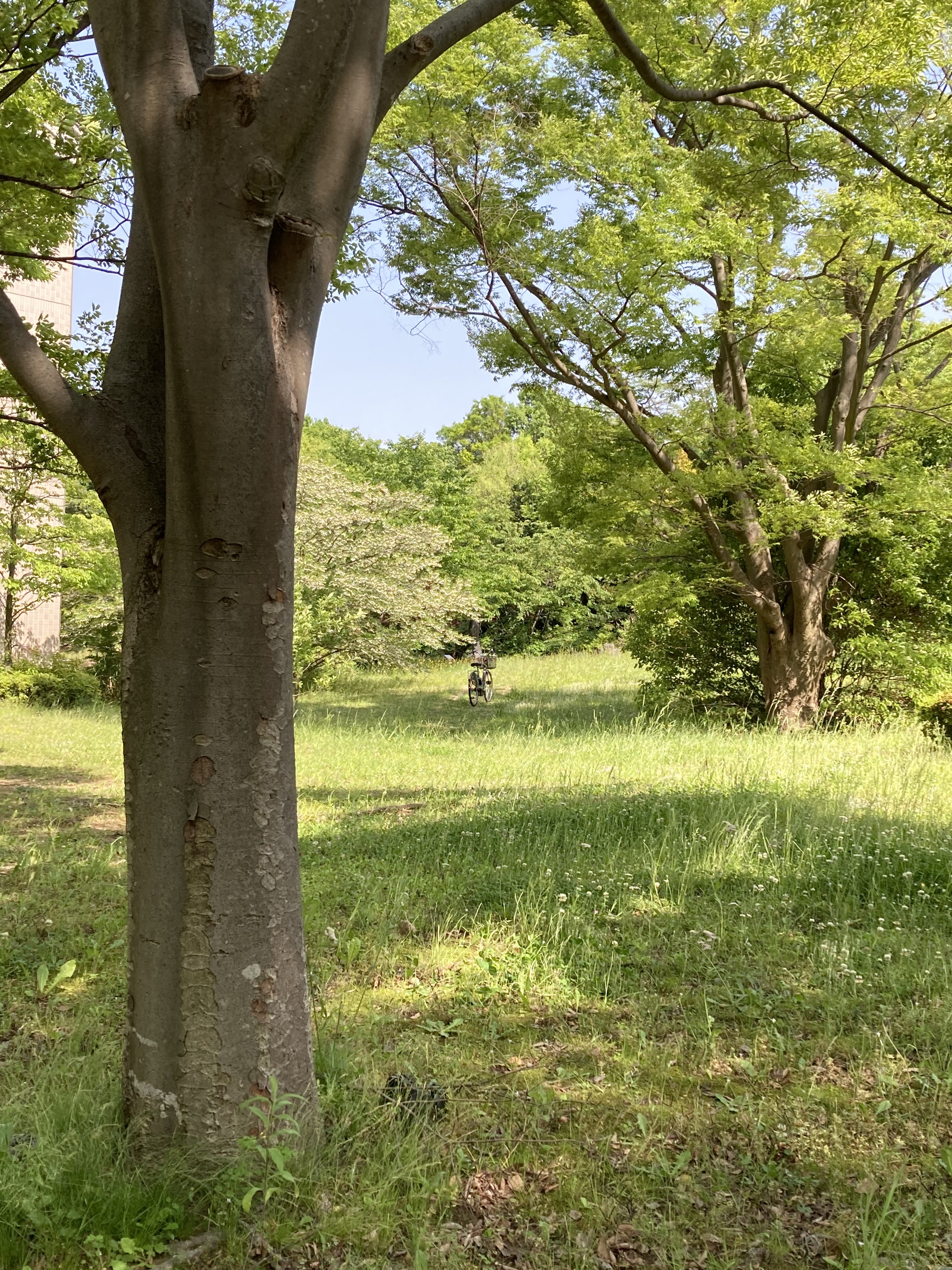 大学　キャンパス内