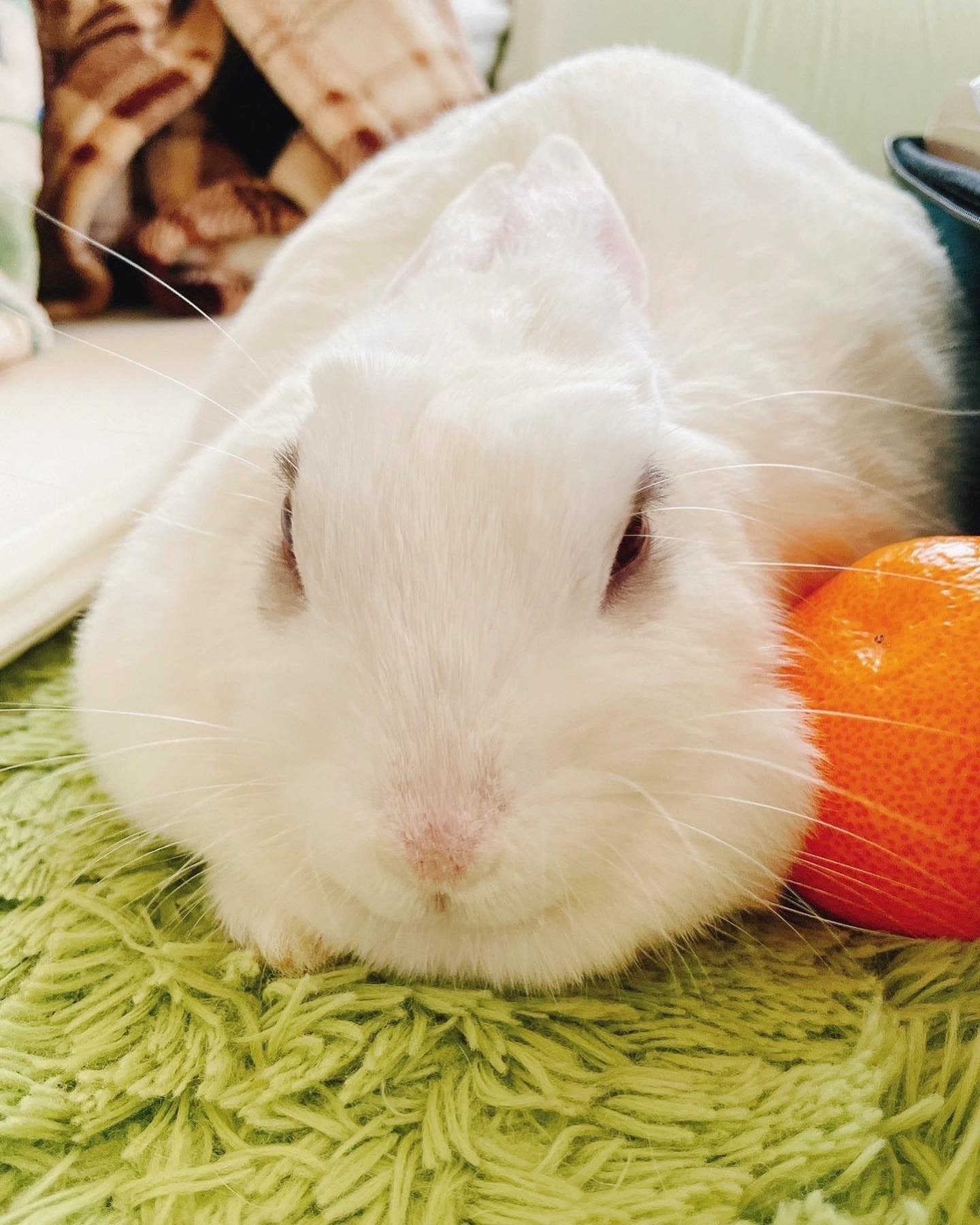 うさぎ　みかん　鏡餅